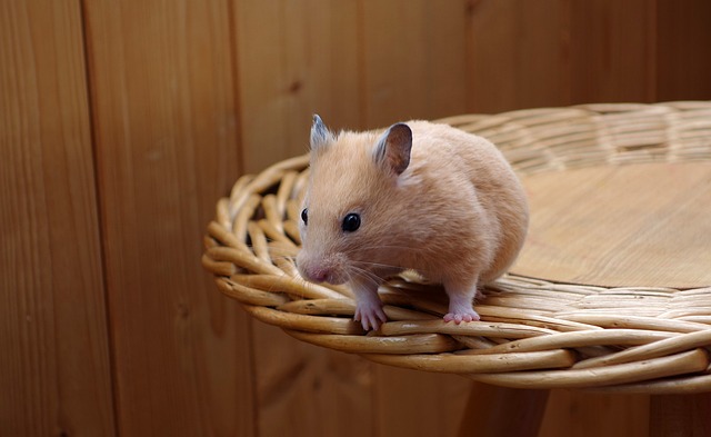 Why Are Hamsters So Soft: The Science Behind Their Fluffy Fur