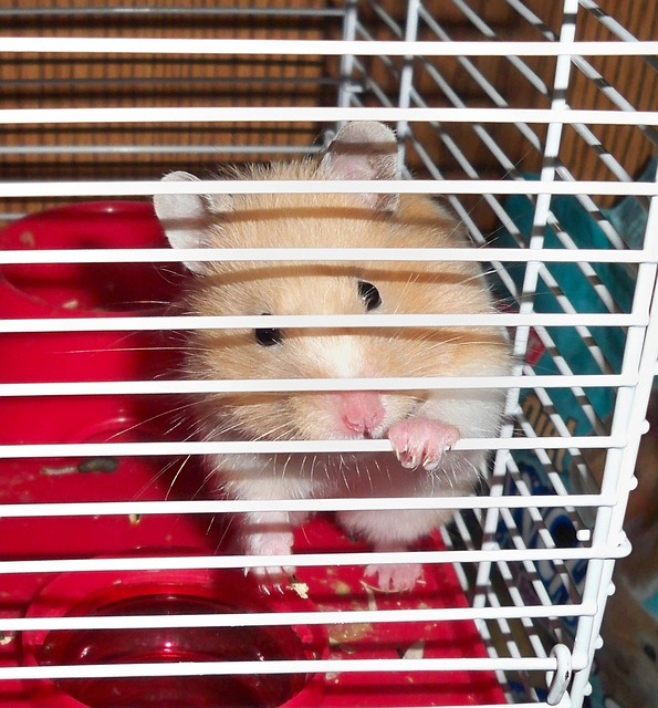 Why Does My House Smell Like Hamsters? Tips to Get Rid of the Unpleasant Odor