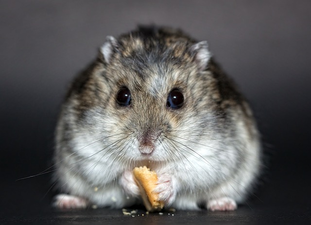 Does “No Pets” Include Hamsters? Explained