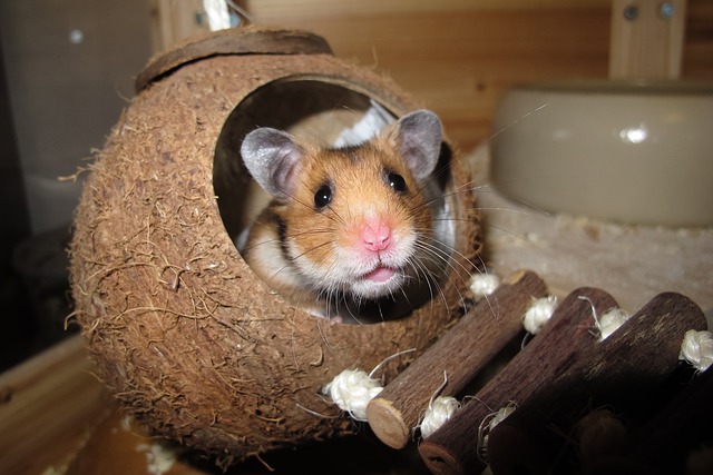 Can Hamsters Watch TV? Exploring the Possibility of Entertaining Your Furry Friend
