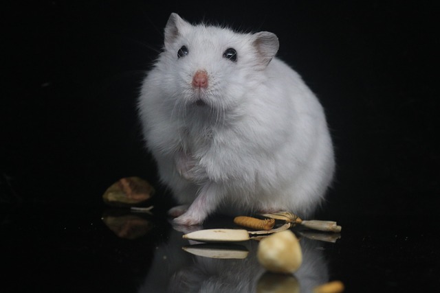 How Old Are Hamsters in Pet Stores: A Guide for New Pet Owners