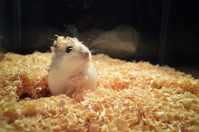 Do Hamsters Fight to the Death? Understanding Hamster Behavior and Aggression
