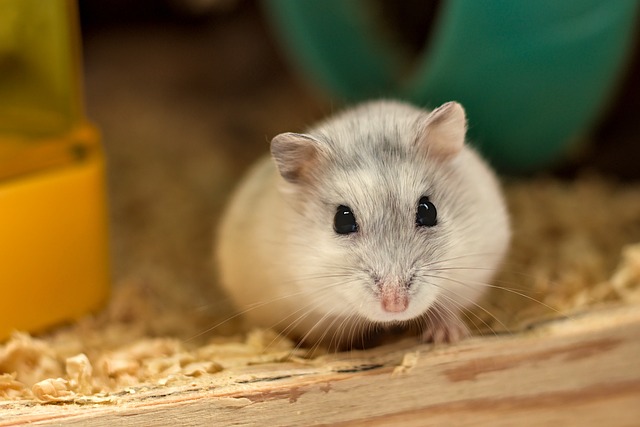 Can Hamsters Change Gender? Exploring the Possibility of Hamster Hermaphroditism