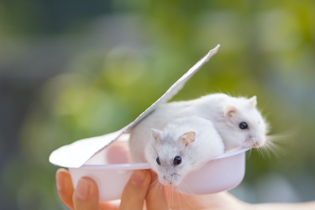 Ethical Considerations: Should You Euthanize a Hamster in Pain?