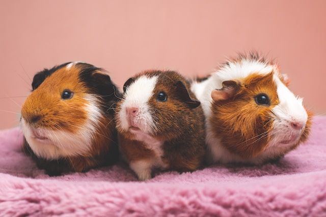 Can Two Male Hamsters Have Babies? Understanding Hamster Reproduction