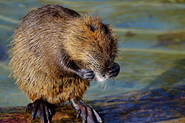 Do Beavers Eat Fish? Uncovering the Truth Behind Their Diet