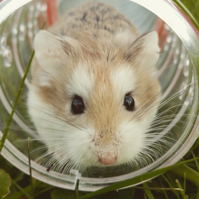 Is Neosporin Safe for Hamsters? Here’s What You Need to Know