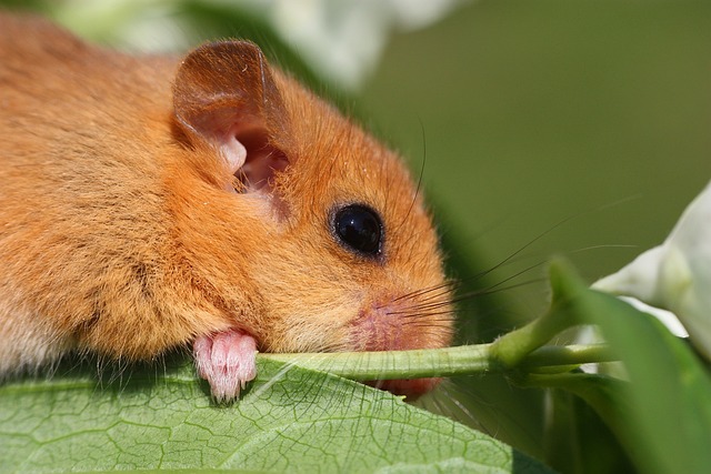 Can Dormice Be Pets? Everything You Need to Know