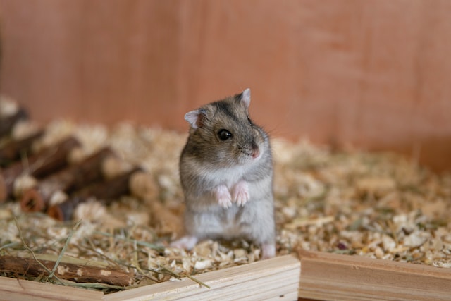 Are Hamsters with Red Eyes Evil? The Truth Behind This Common Misconception