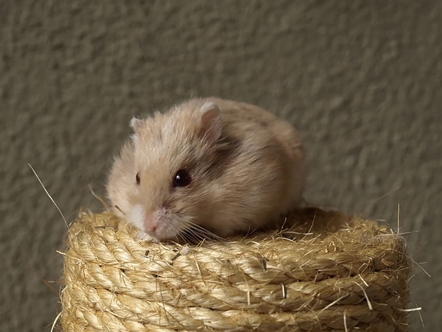 Do Hamsters with Red Eyes Bite? Here’s What You Need to Know