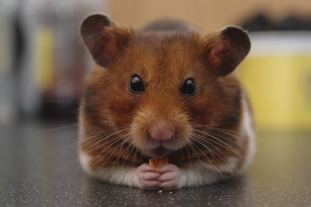 Do Hamsters Die of Loneliness? Understanding the Effects of Social Isolation on Hamsters’ Health