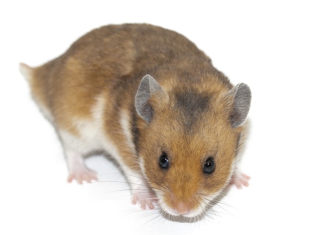 Can Vinegar Harm Hamsters? Understanding the Potential Risks