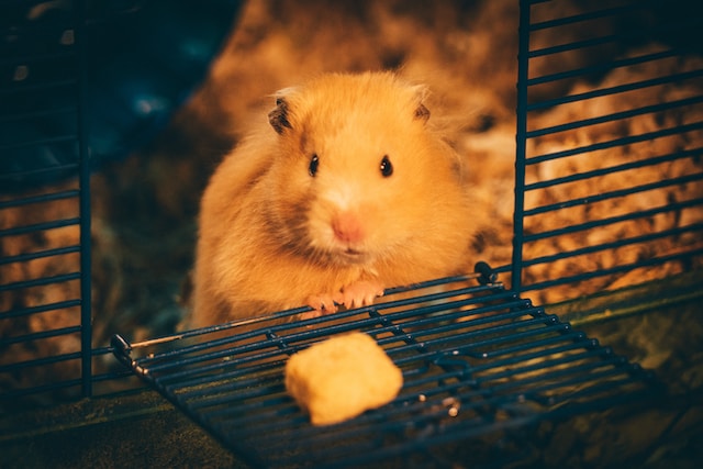 Can Hamsters Change Cages? A Guide to Safe and Stress-Free Transitions