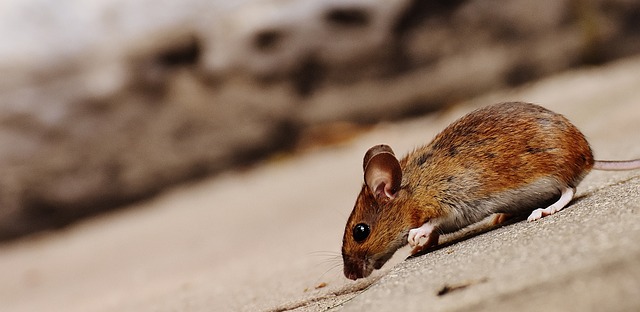 Can Mice and Hamsters Breed? A Comprehensive Guide to Crossbreeding Rodents