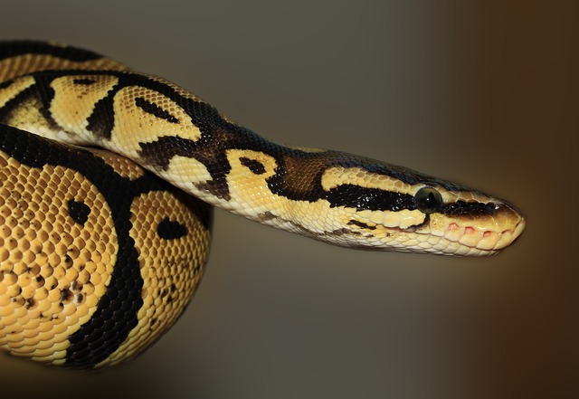 Can Pythons  Eat Hamsters? You Will Be Surprised