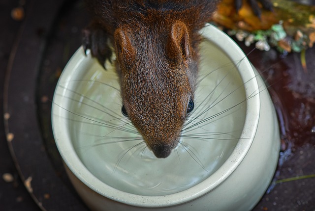 Why Pet Rodents Prefer Drinking Water from Bottles: An Expert Analysis