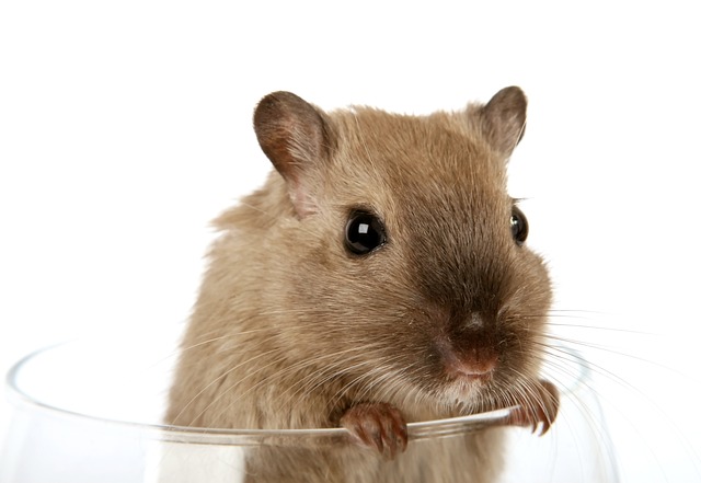 Do Gerbils Eat Spiders? A Comprehensive Guide to Gerbil Diets