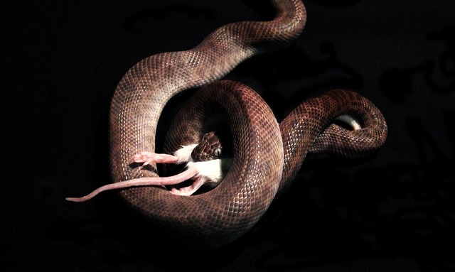 Can Snakes Eat Gerbils? Everything You Need to Know
