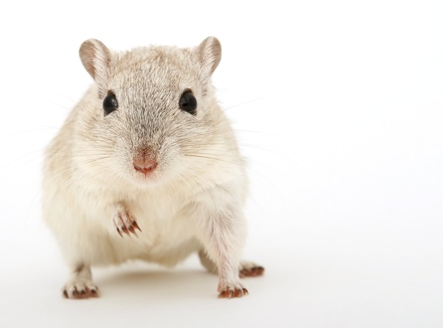 Can You Use Peroxide On Gerbils: What You Need to Know