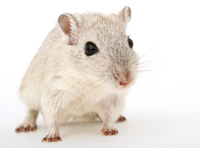 Can Gerbils Play Dead? The Truth About This Surprising Behavior
