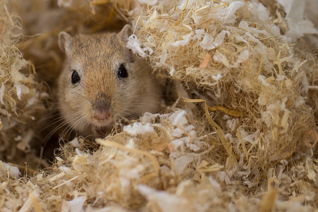 Using Beach Sand for Gerbils: What You Need to Know