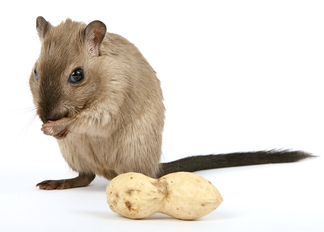 Can Rats Take Clavamox? An Expert Guide to Medication Safety