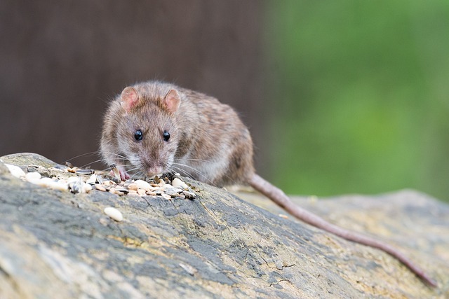 How Long Do Rats Live: Unveiling the Lifespan and Factors Affecting It
