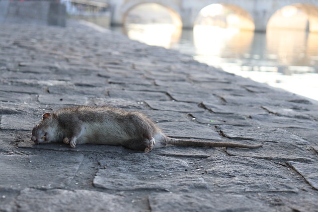 Can You Eat Sewer Rats? A Clear Answer with Expert Insight