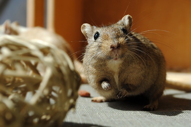 How Far Can Gerbils See? A Comprehensive Guide to Gerbil Vision