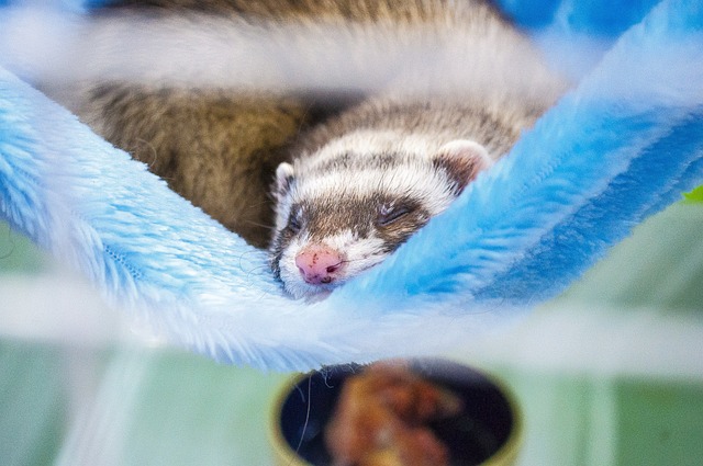 Can You Use a Ferret Cage for Rats? Expert Opinion and Considerations