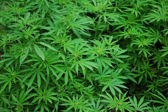 Can Gerbils Get Stoned? Understanding the Effects of Marijuana on Gerbils