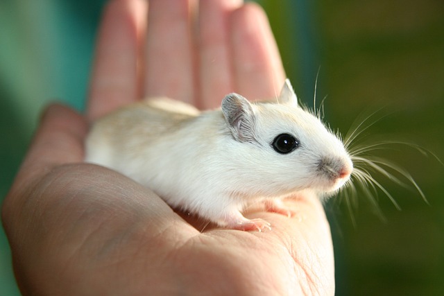 How Long Can Gerbils Be Left Alone? Expert Advice on Gerbil Care