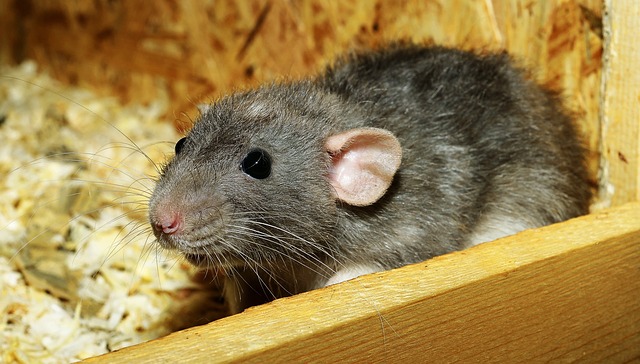 Can Rats Break Their Tails? Exploring the Possibility of Tail Fractures in Rats