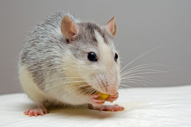 Are Feeder Rats Good Pets? Pros and Cons to Consider