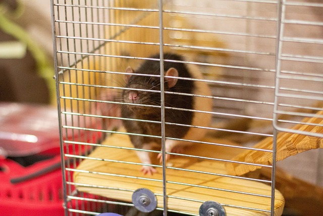 Are Wire Bottom Cages Bad for Rats? The Truth You Need to Know