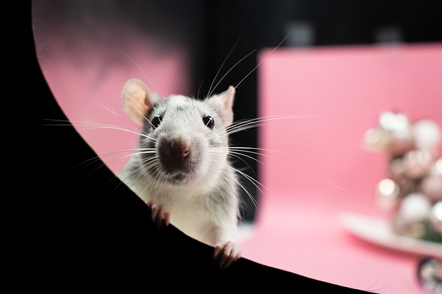 Can You Use Baby Shampoo on Rats? A Vet’s Perspective