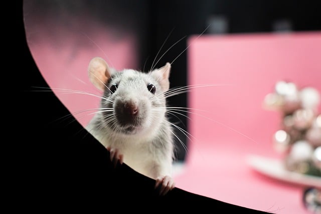 Can Rats Change Gender: Debunking Common Myths and Misconceptions
