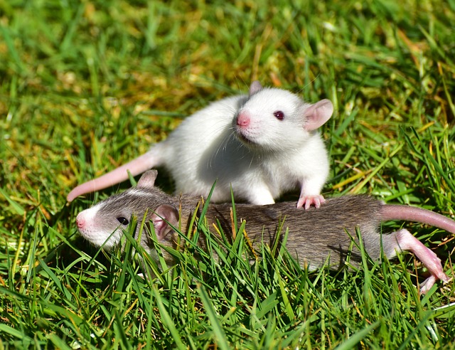Can Rats Walk Backwards? Exploring the Locomotion Abilities of Rats