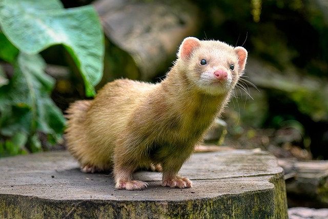 Can You Use Ferret Shampoo on Rats? A Straightforward Answer