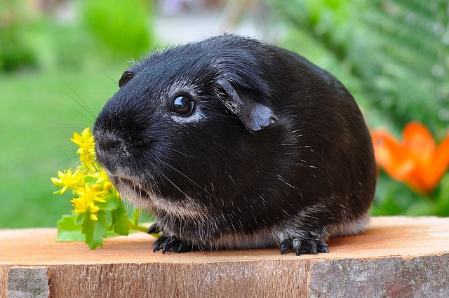 Can Mice and Guinea Pigs Live Together? Understanding the Compatibility of These Two Rodents