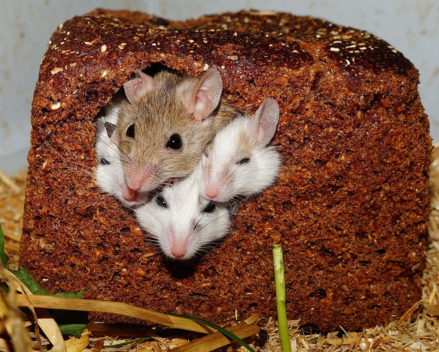 Do Mice Hold Grudges? The Science behind Rodent Memory and Emotions