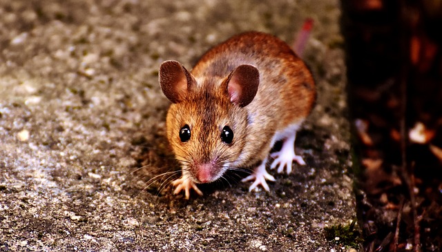 How Common Are Mice in NYC Apartments? A Look at the Prevalence of Rodents in Urban Living Spaces