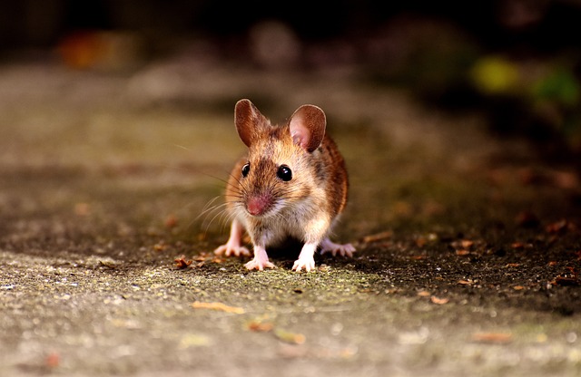 Will Mice Eat Other Dead Mice? The Truth About Mouse Cannibalism.