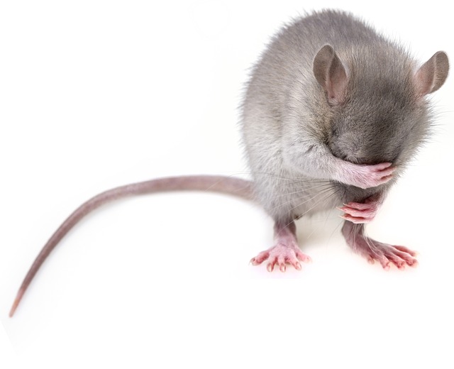 Can You Use Neosporin on Rats? A Veterinarian’s Perspective