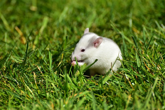 Can You Use Carefresh for Rats? Everything You Need to Know