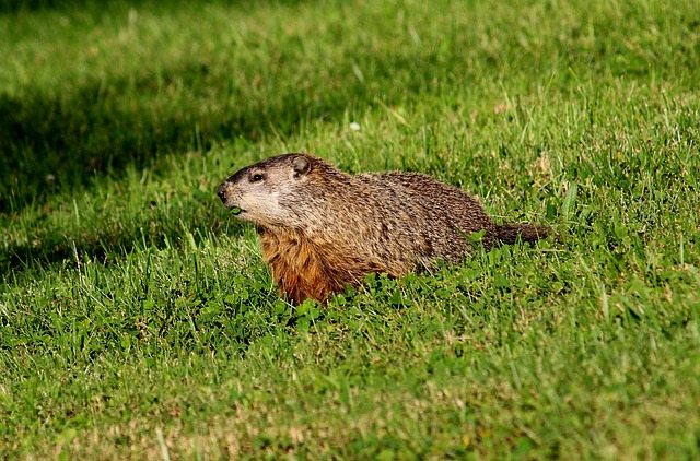 Why Do Groundhogs Lose Their Hair: Causes and Solutions