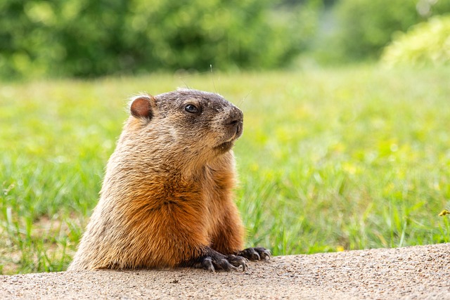 Do Groundhogs Get Mange? Understanding the Causes and Symptoms
