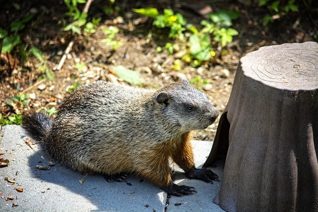 Can Groundhogs Dig Through Concrete? Exploring Their Digging Abilities