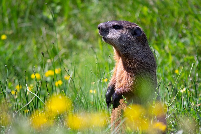 Can Groundhogs Eat Almonds? A Comprehensive Guide