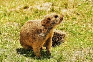 when is groundhog day in alberta